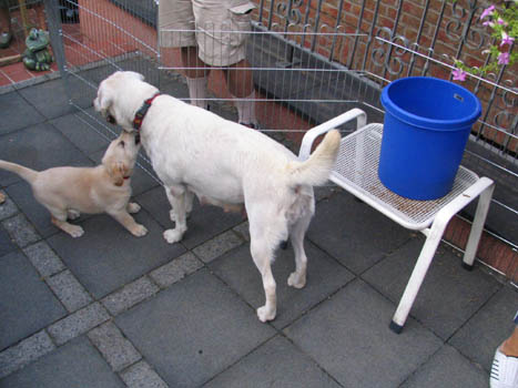 Kopie (1) von IMG_0224